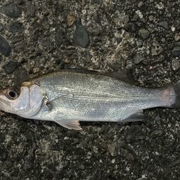 セイゴ（マルスズキ）