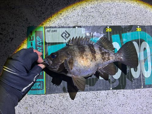 シロメバルの釣果