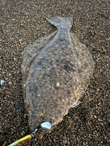 ヒラメの釣果