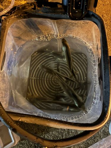 碧南海釣り公園