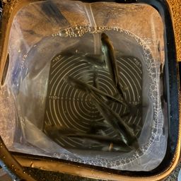 セイゴ（マルスズキ）