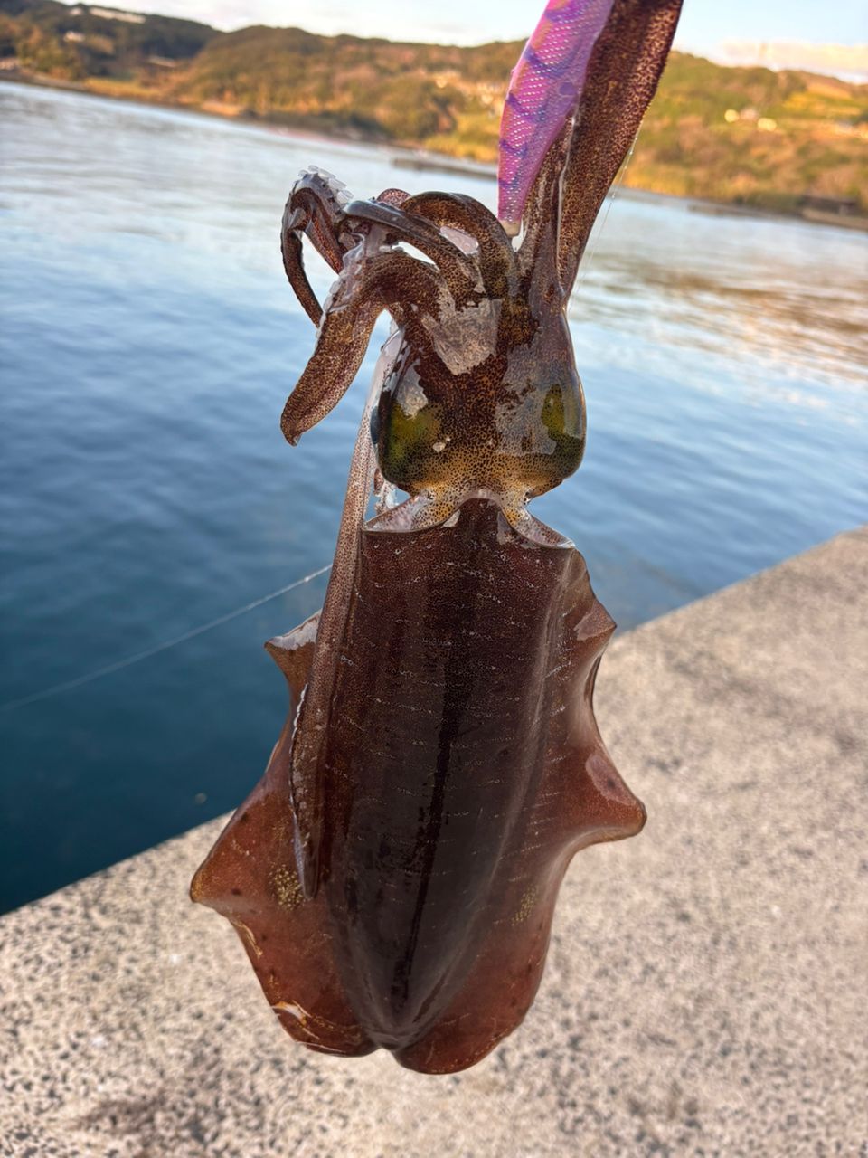 【早い者勝ち】22 セフィアBB S86ML シマノ 22セフィアBB S86ML 送料無料 [ロッド] : フィッシャーズ