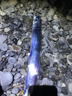 タチウオの釣果