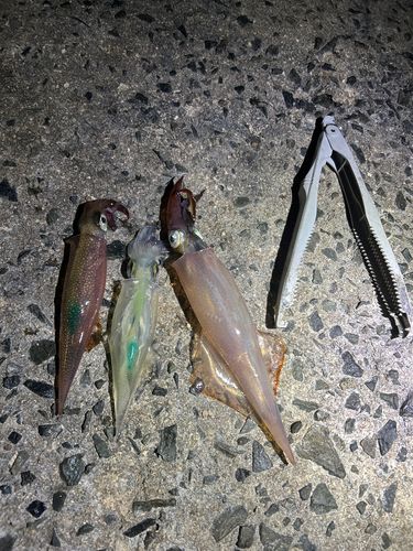 ヤリイカの釣果