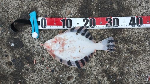 カワガレイの釣果