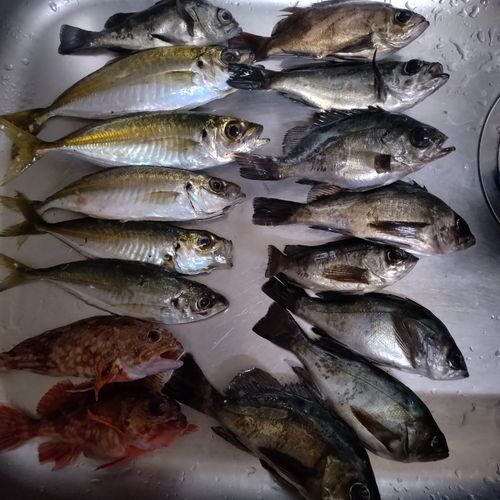 メバルの釣果
