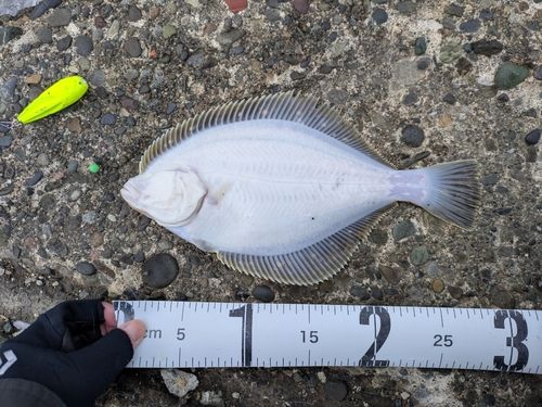 イシガレイの釣果