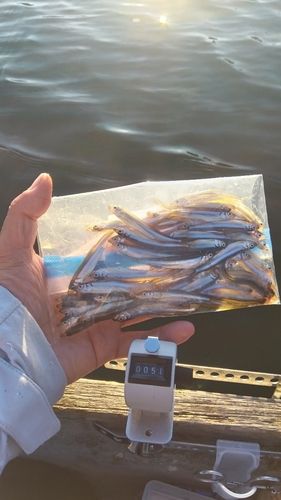 ワカサギの釣果