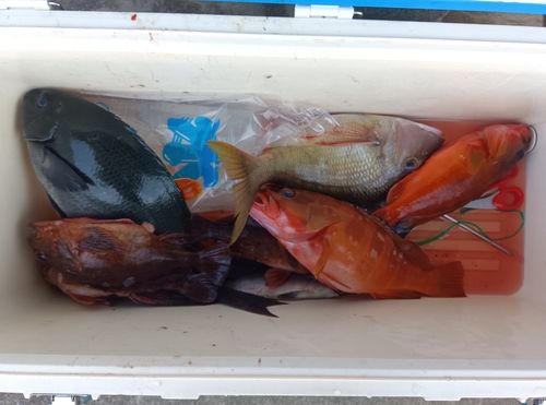 アカハタの釣果