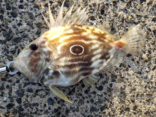 マトウダイの釣果