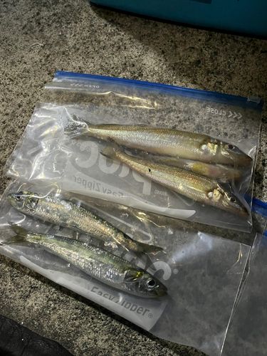 小名浜港市場前