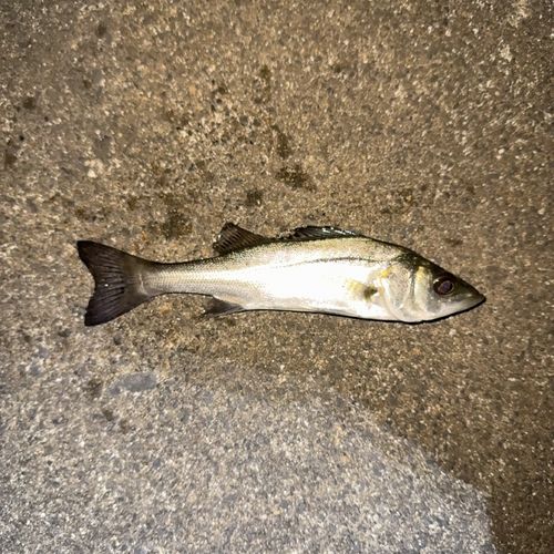 セイゴ（マルスズキ）の釣果