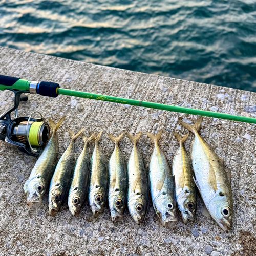 アジの釣果