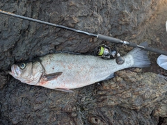 ヒラスズキの釣果