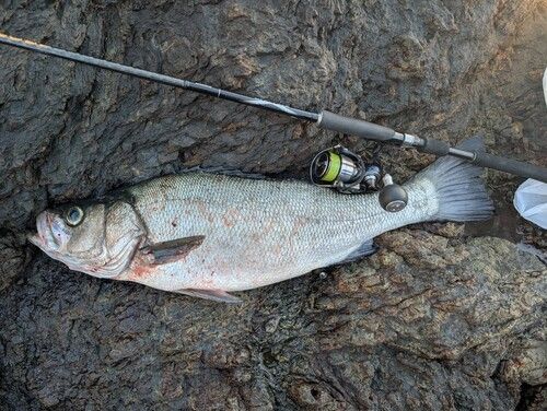 ヒラスズキの釣果