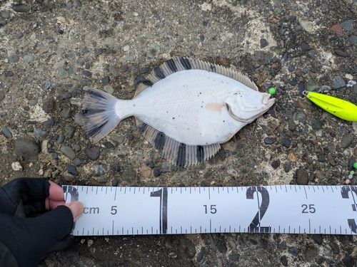 カワガレイの釣果