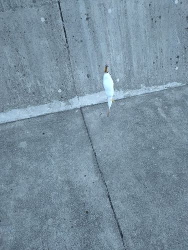 三陸海岸（岩手）