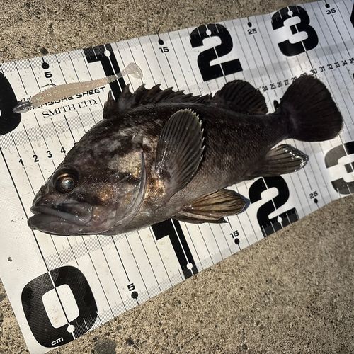 クロソイの釣果