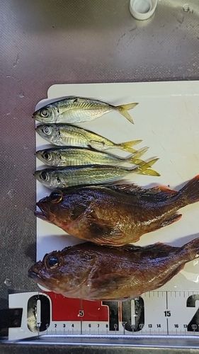 カサゴの釣果