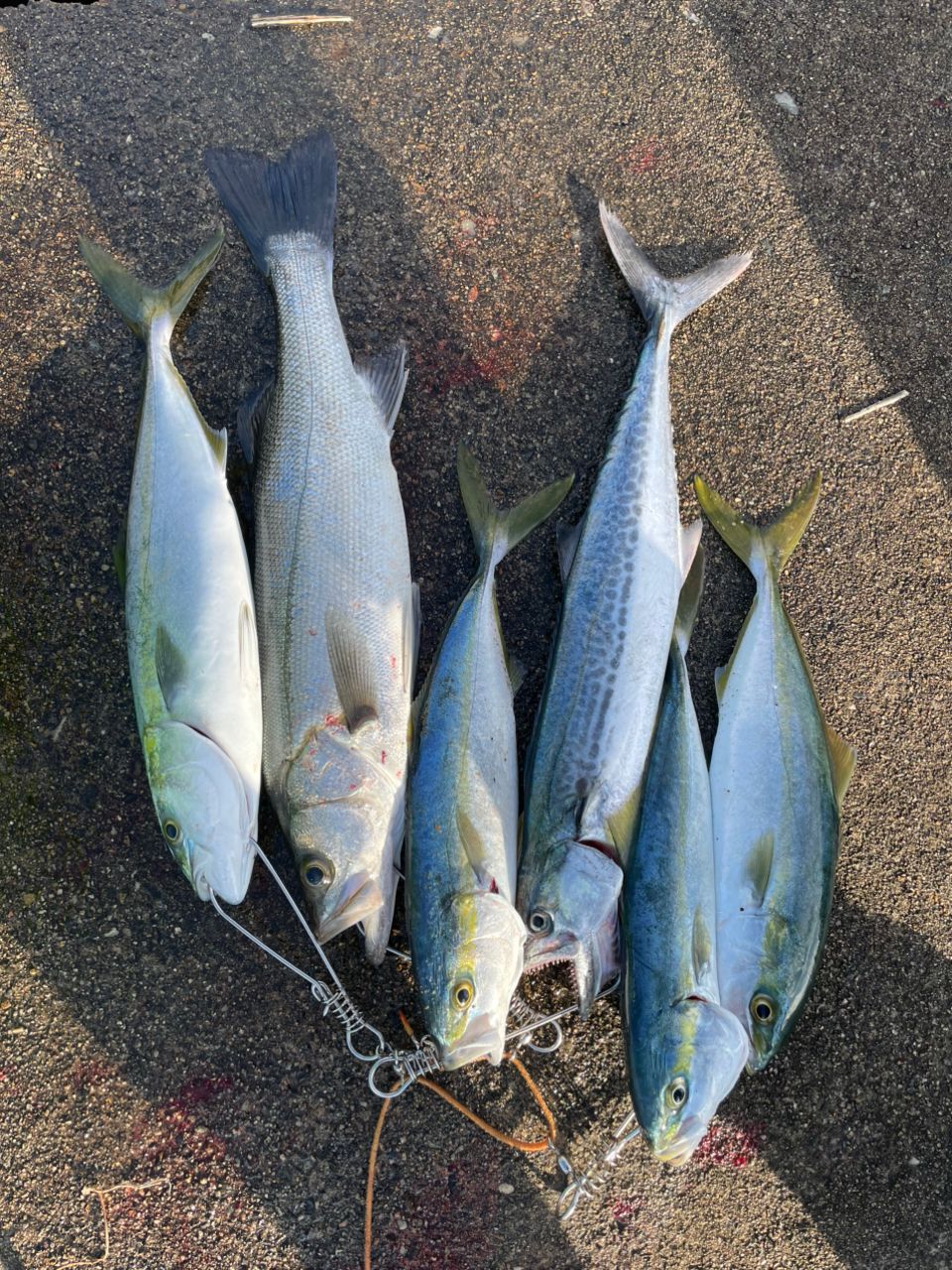 SHIMANO 21コルトスナイパーBB S100MLの最安値・インプレ・釣果 | 本音