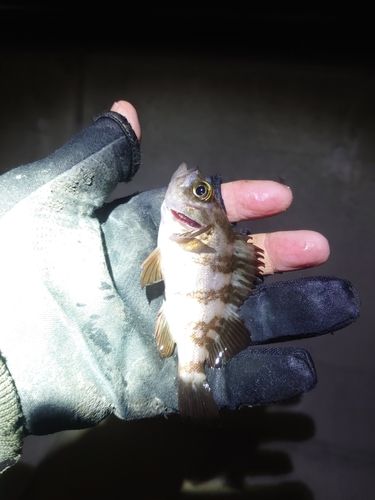 金沢水際線緑地（福浦岸壁）