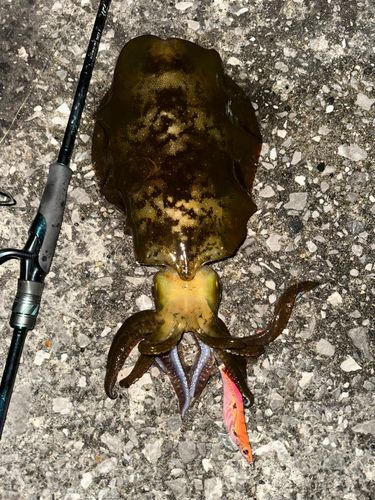 アオリイカの釣果