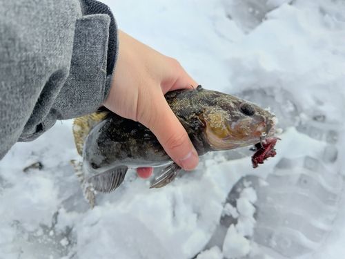 アイナメの釣果