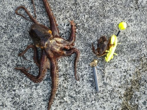 タコの釣果