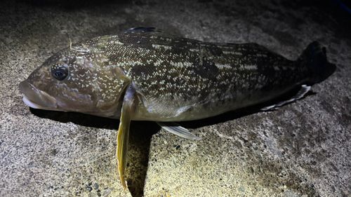 アイナメの釣果