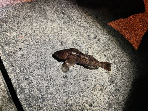 アイナメの釣果