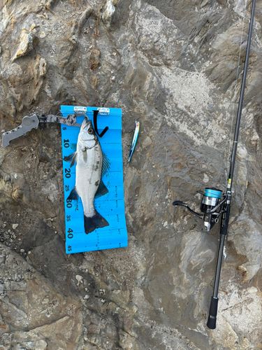 セイゴ（ヒラスズキ）の釣果