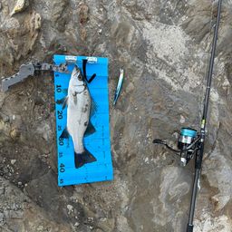 セイゴ（ヒラスズキ）