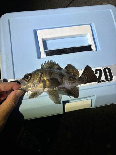 阿賀マリノポリス