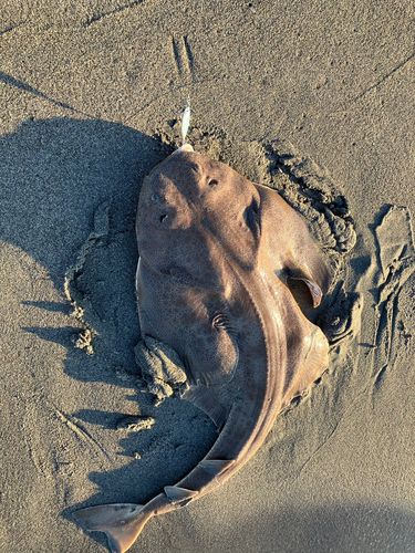 カスザメの釣果