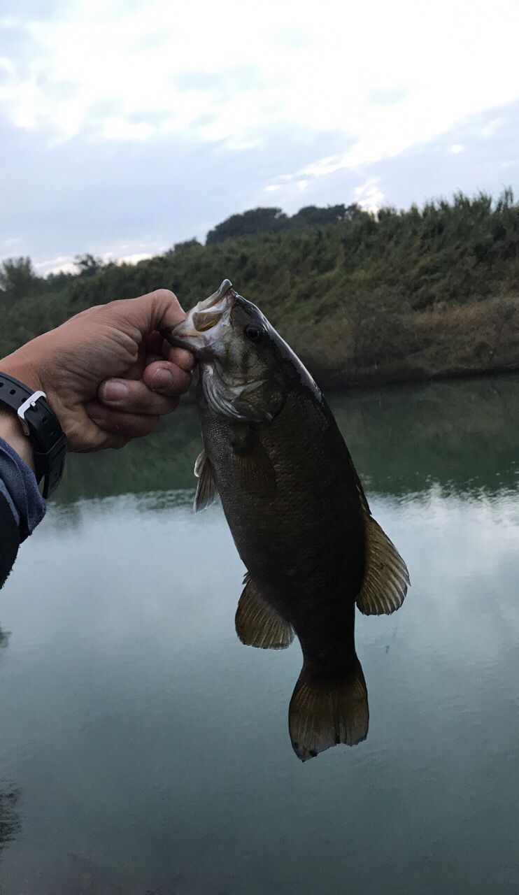 スモールマウスバス