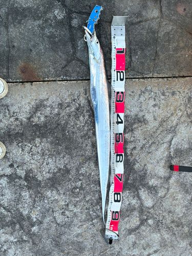 タチウオの釣果