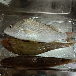 ホシミゾイサキ