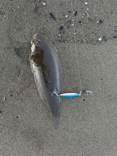 シタビラメの釣果