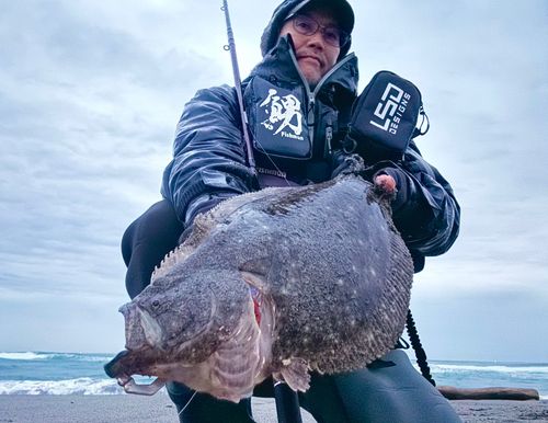 ヒラメの釣果
