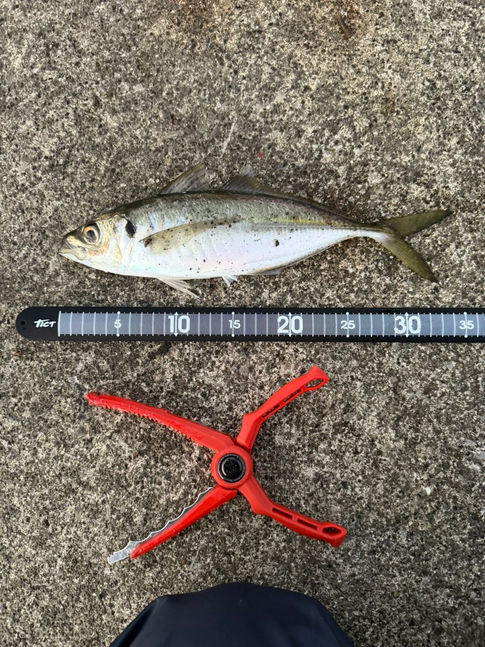 MajorCraft 鯵道 5G AD5-S622M/AJIの最安値・インプレ・釣果 | 本音の