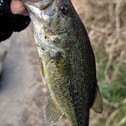 ラージマウスバス