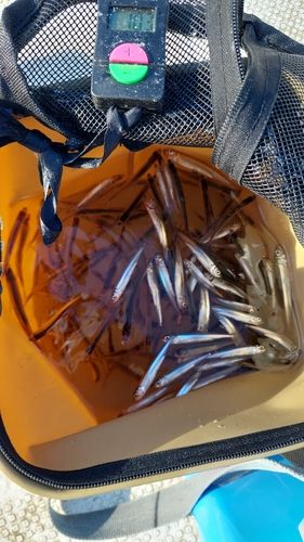 ワカサギの釣果