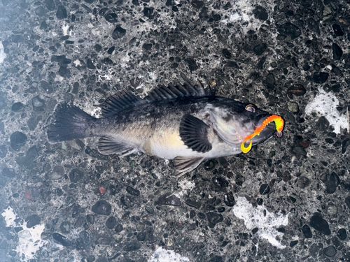 クロソイの釣果