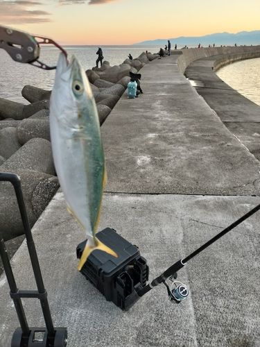 コゾクラの釣果