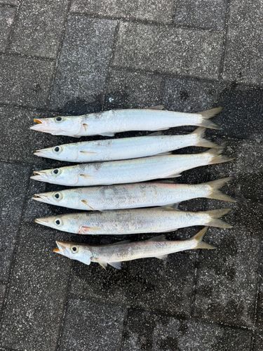 カマスの釣果