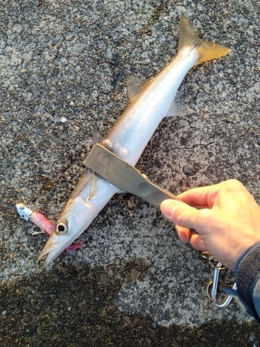 アカカマスの釣果