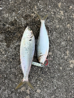 コノシロの釣果