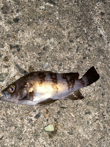 シロメバルの釣果
