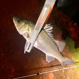 セイゴ（マルスズキ）