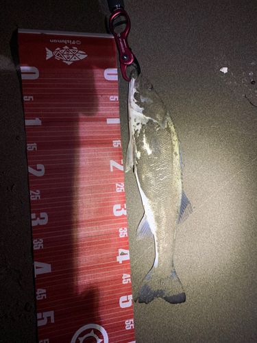スズキの釣果